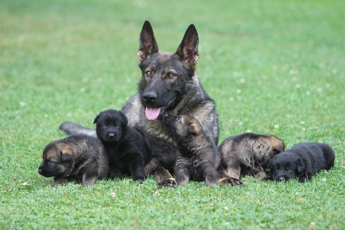 German Shepherd Dog Puppies breeder image 30