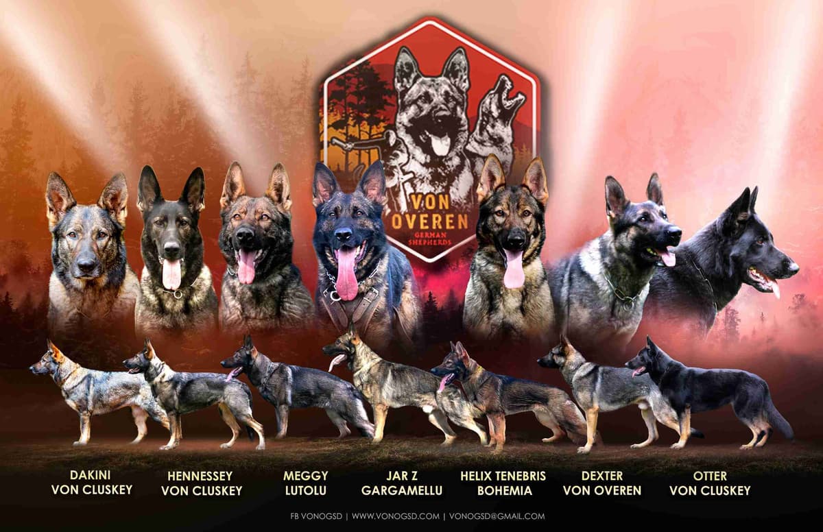German Shepherd Dog Puppies breeder image 1
