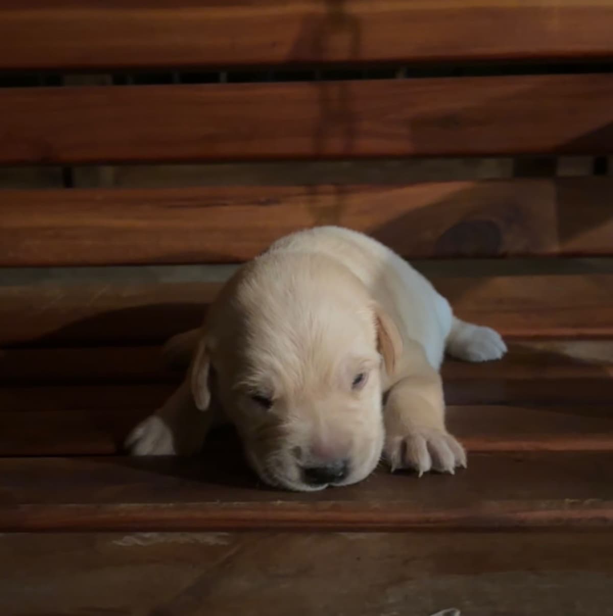 Labrador Retriever Puppies breeder image 1