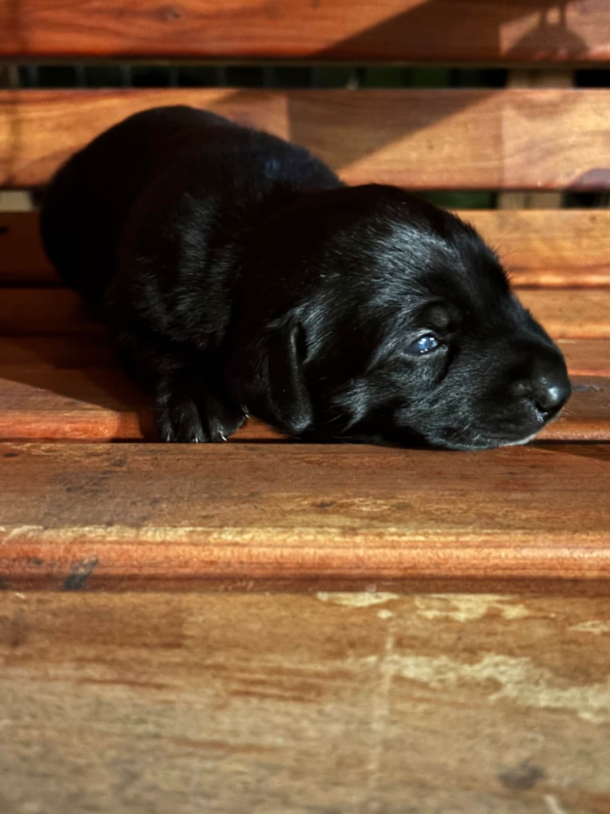 Labrador Retriever Puppies breeder image 2