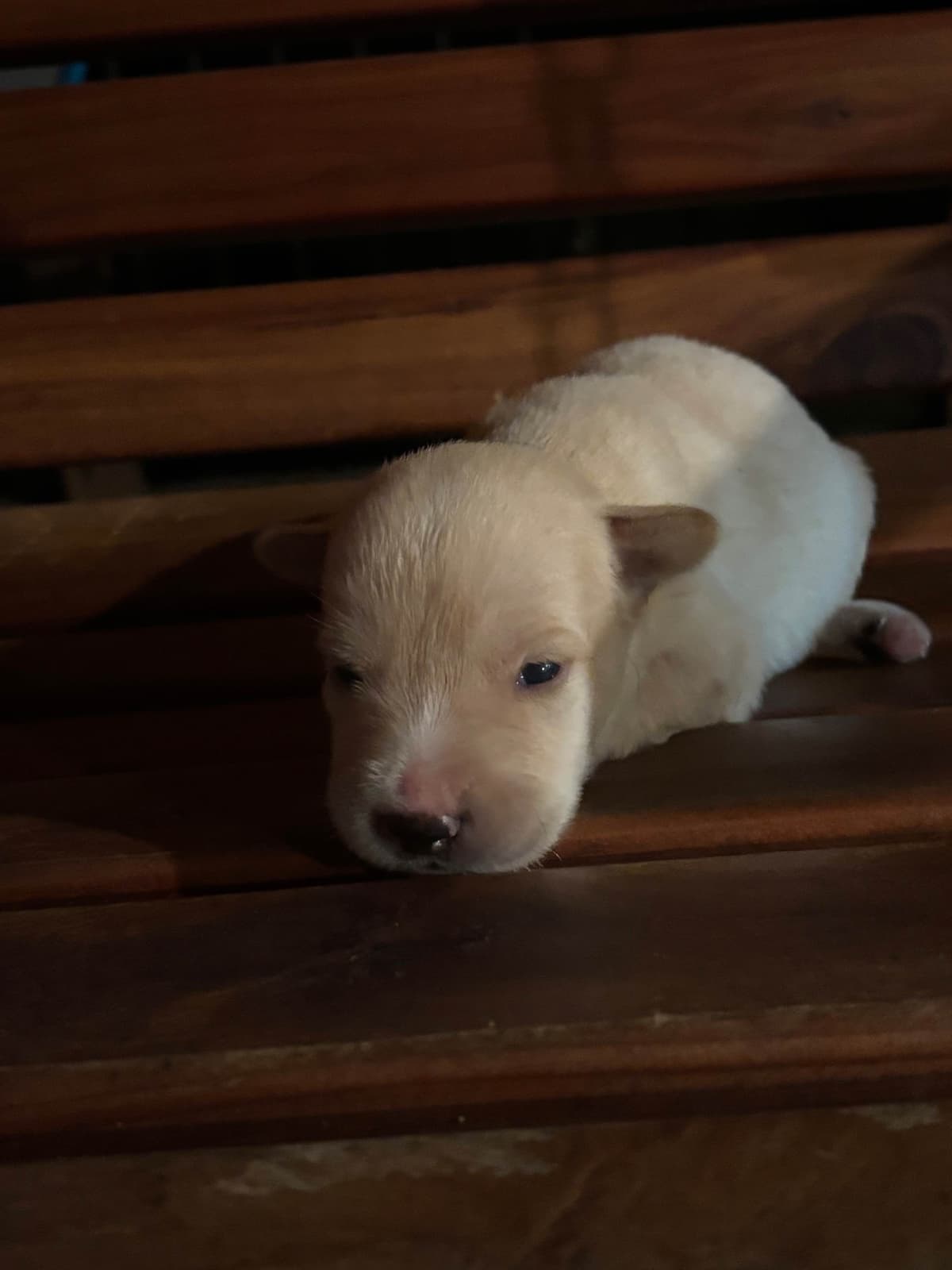 Labrador Retriever Puppies breeder image 3