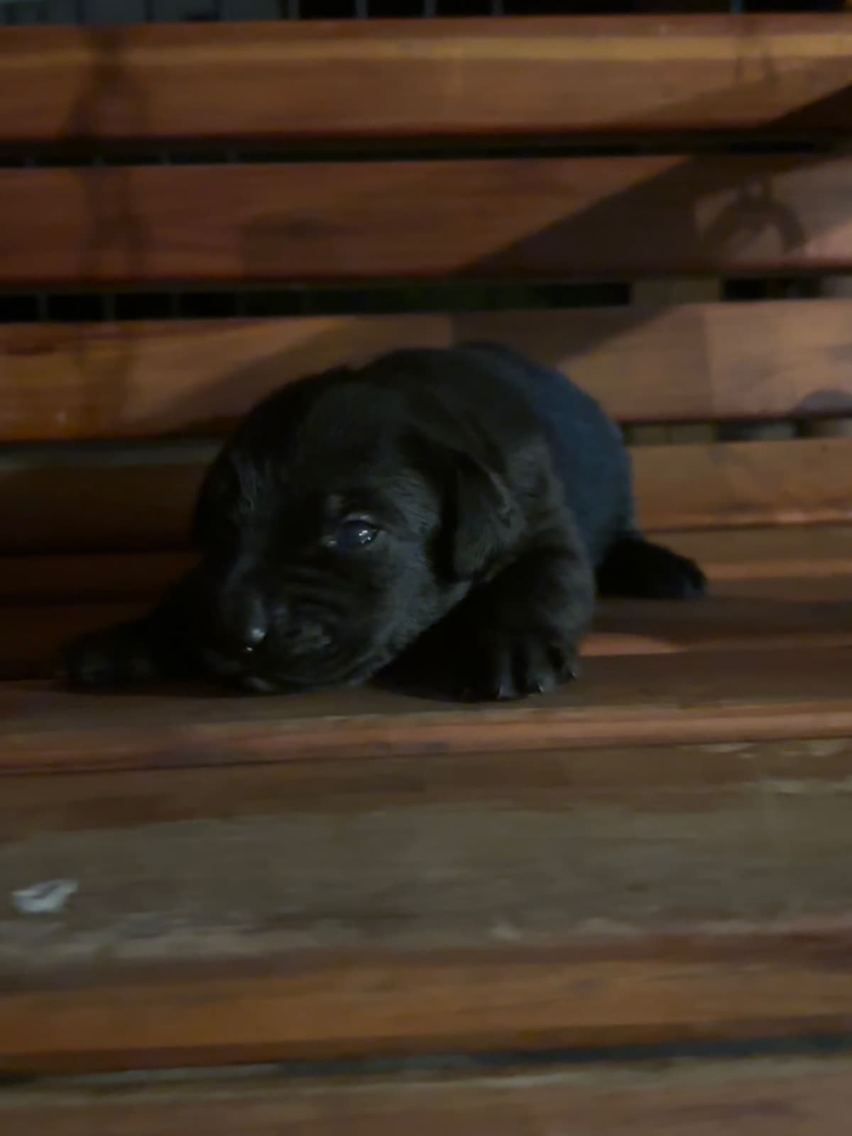 Labrador Retriever Puppies breeder image 4