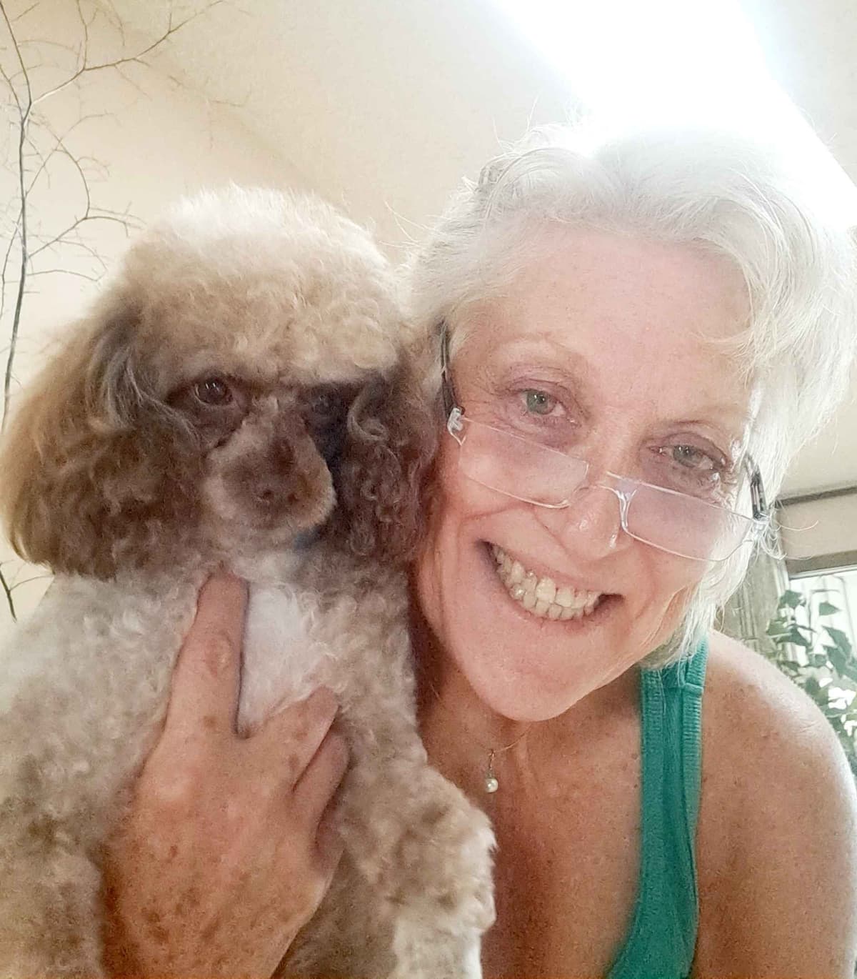 Hooverhill Farms AKC Toy & Miniature Poodles Available breeder image 2