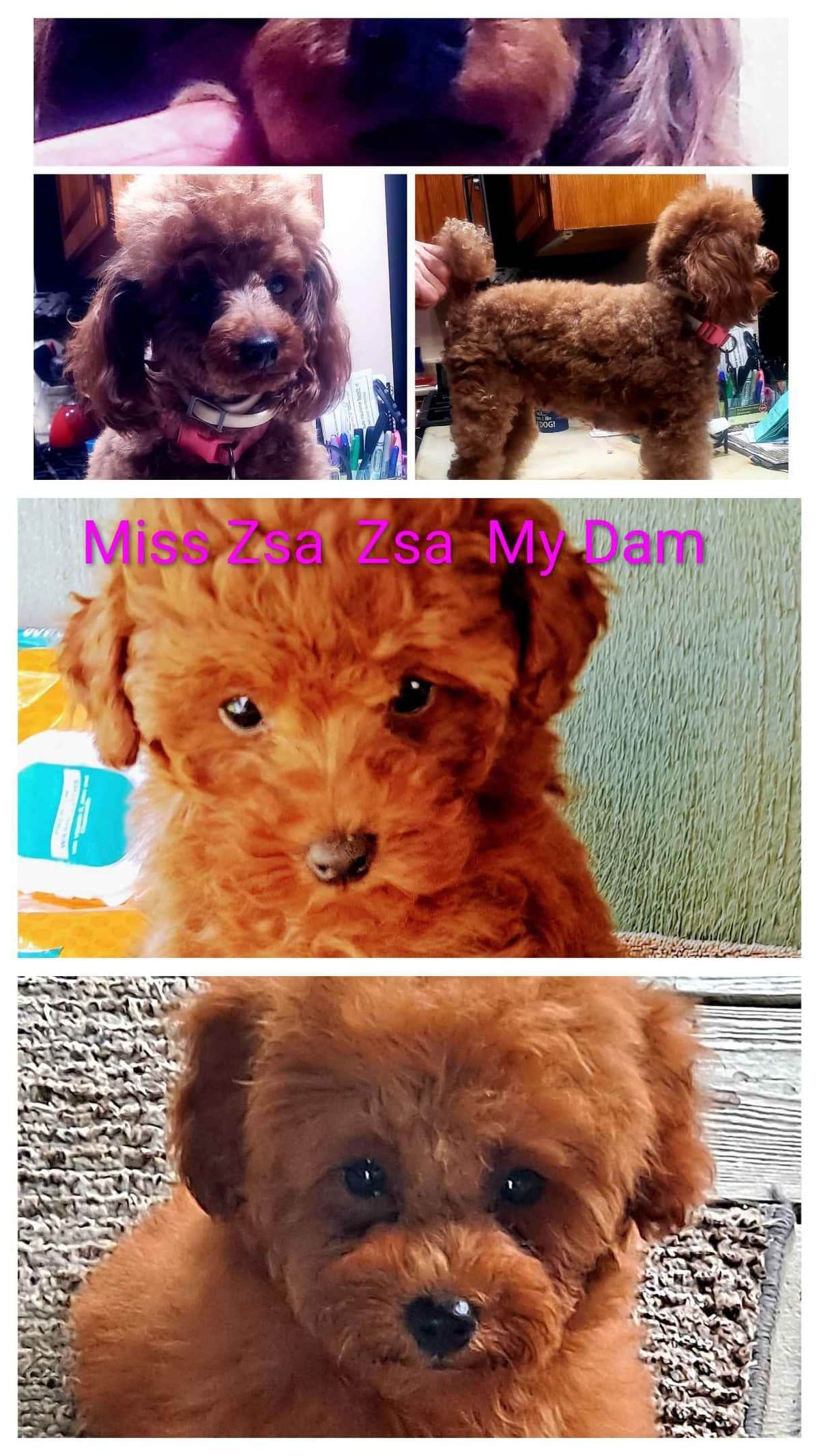 Hooverhill Farms AKC Toy & Miniature Poodles Available breeder image 8