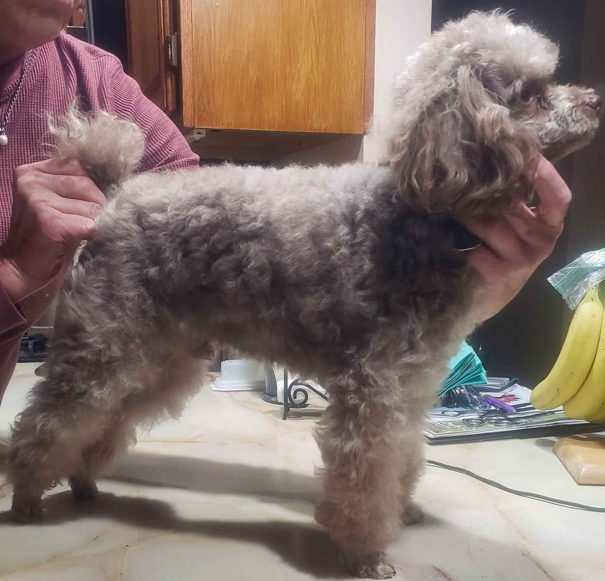 Hooverhill Farms AKC Toy & Miniature Poodles Available breeder image 3