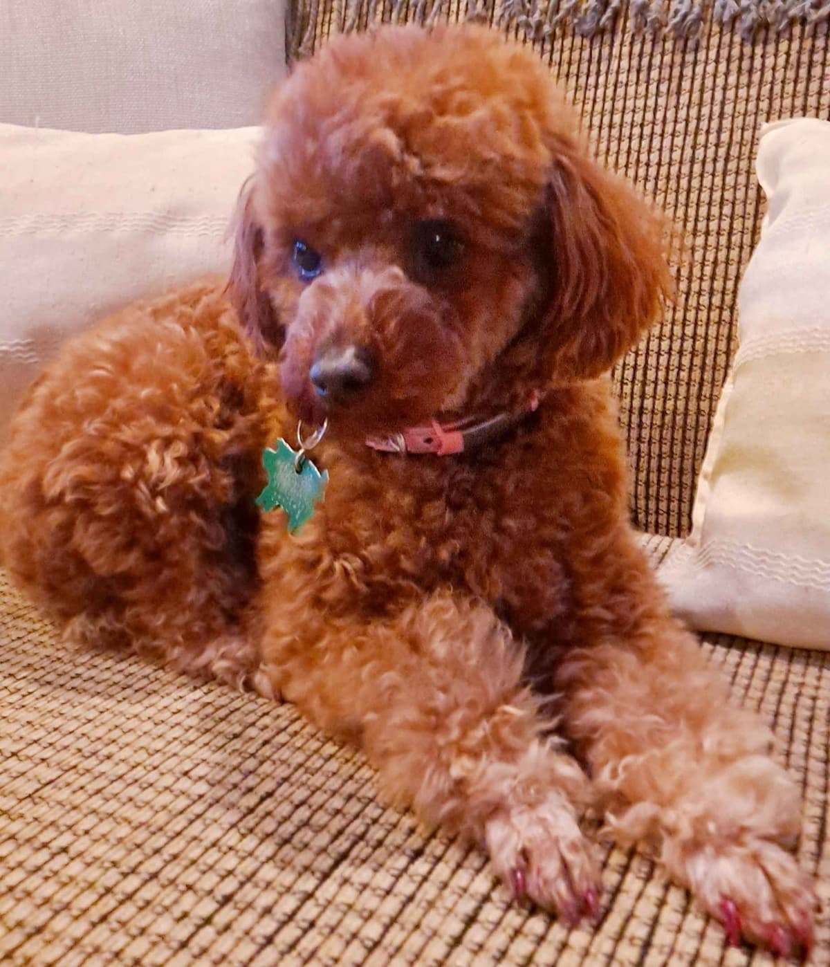 Hooverhill Farms AKC Toy & Miniature Poodles Available breeder image 7