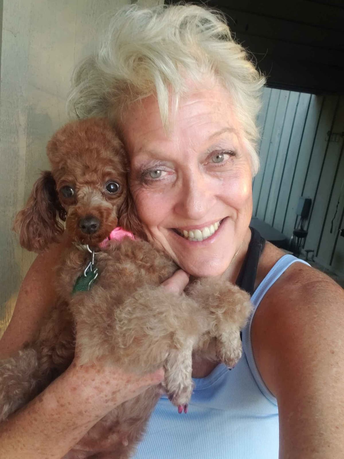 Hooverhill Farms AKC Toy & Miniature Poodles Available breeder image 5