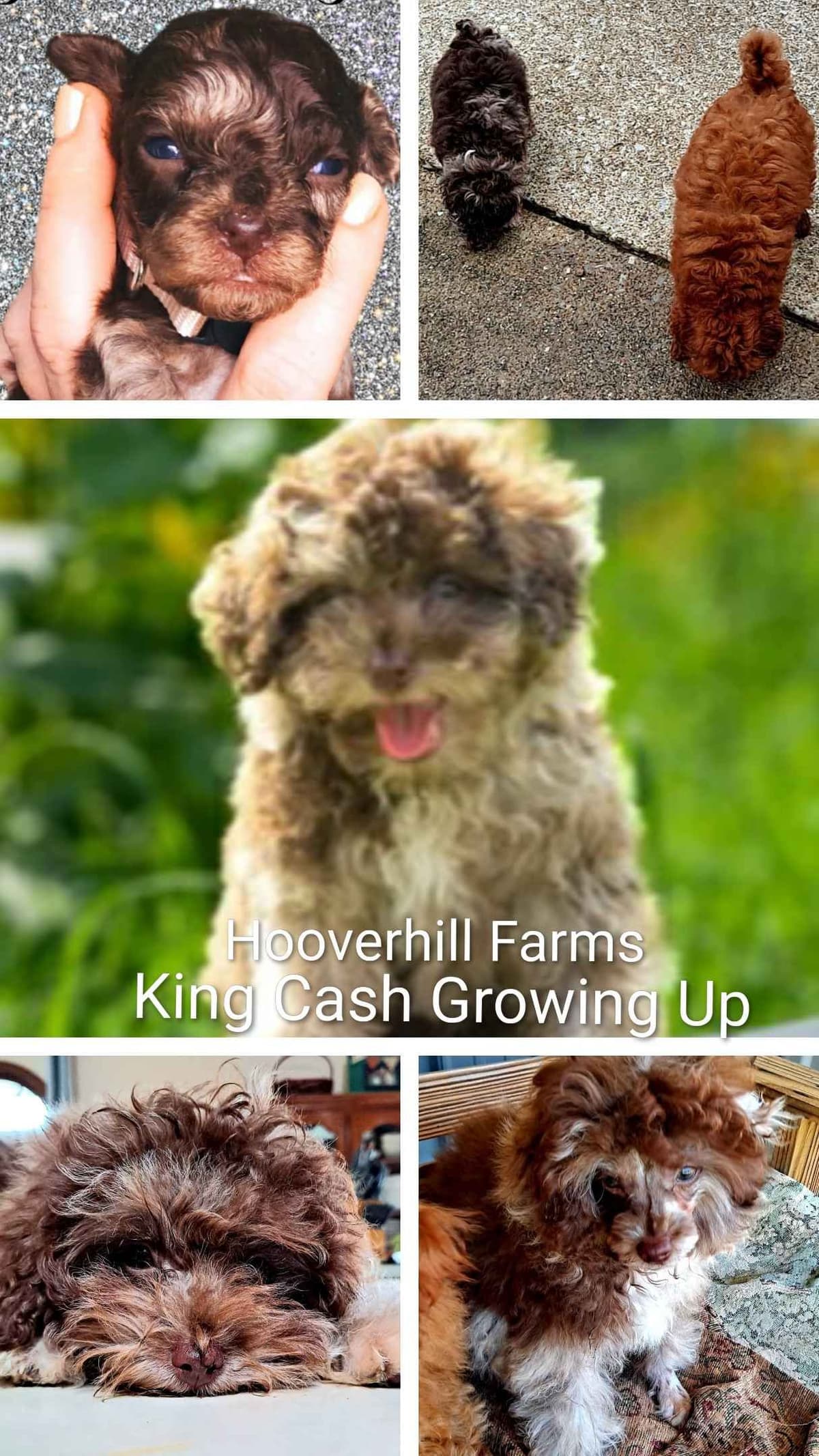 Hooverhill Farms AKC Toy & Miniature Poodles Available breeder image 4