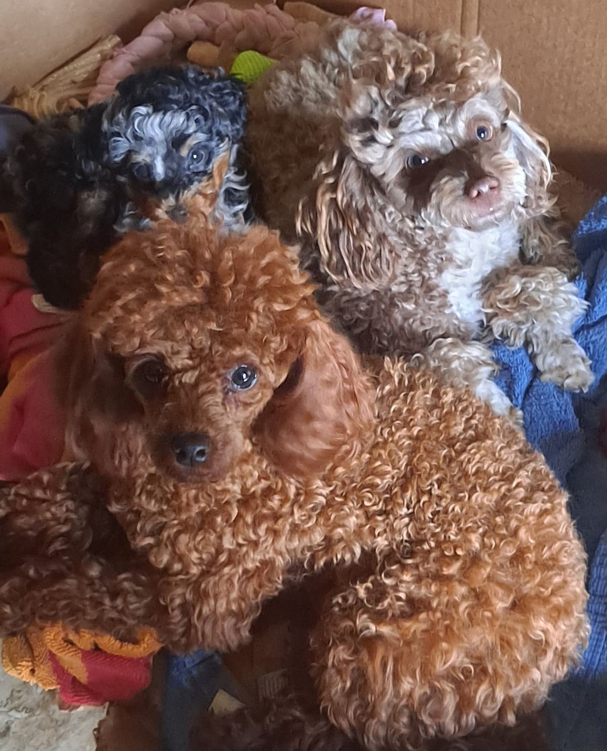 Hooverhill Farms AKC Toy & Miniature Poodles Available breeder image 1