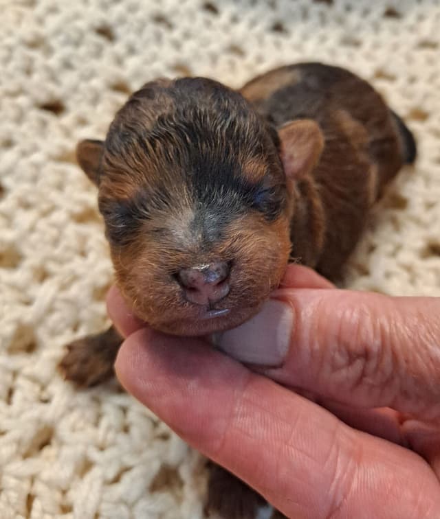 Hooverhill  Farms AKC Toy & Miniature Poodles Available media 2