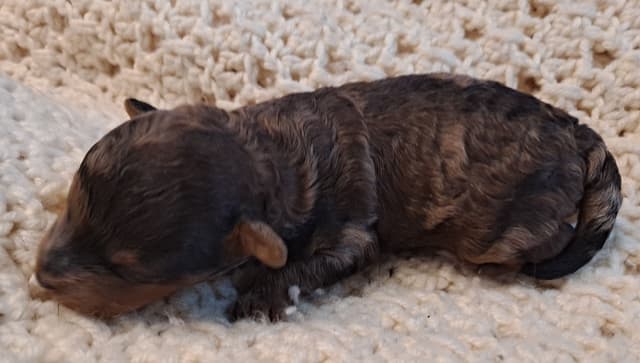 Hooverhill  Farms AKC Toy & Miniature Poodles Available media 3
