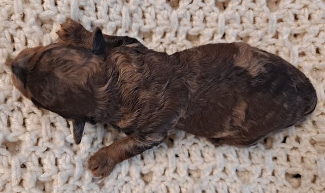 Hooverhill  Farms AKC Toy & Miniature Poodles Available media 4