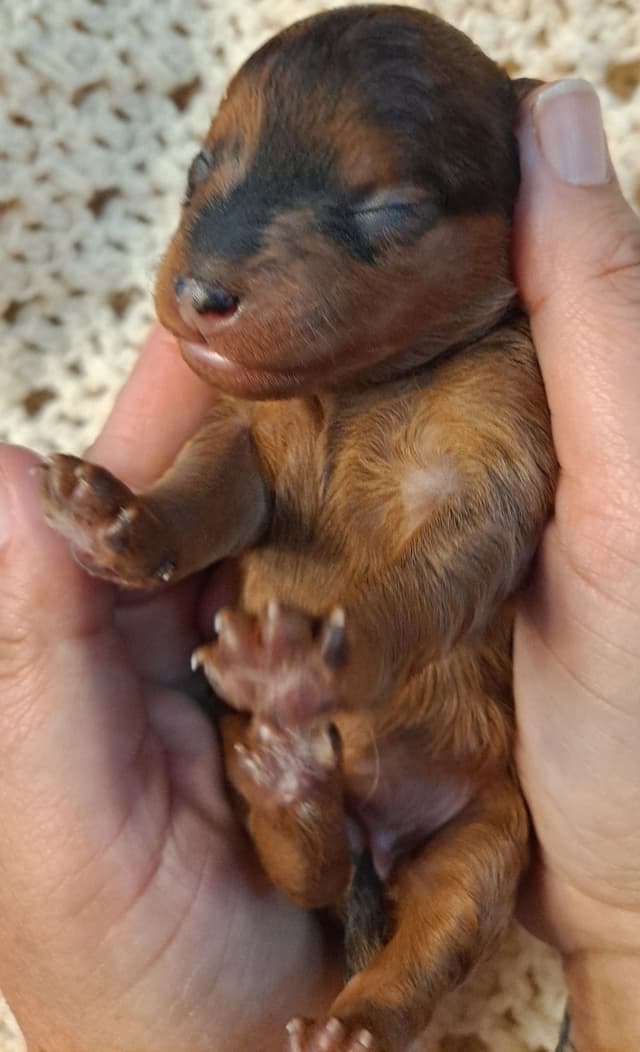 Hooverhill  Farms AKC Toy & Miniature Poodles Available media 6