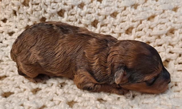 Hooverhill  Farms AKC Toy & Miniature Poodles Available media 8