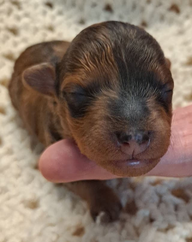 Hooverhill  Farms AKC Toy & Miniature Poodles Available media 7