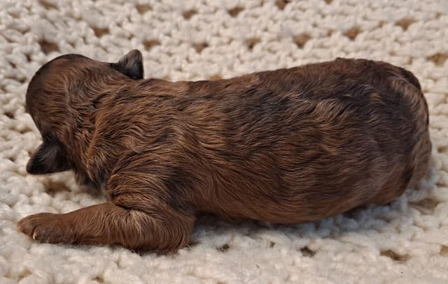 Hooverhill  Farms AKC Toy & Miniature Poodles Available media 10