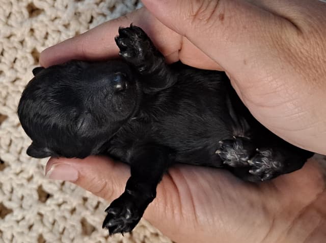 Hooverhill  Farms AKC Toy & Miniature Poodles Available media 11