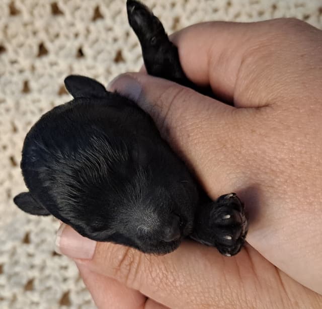 Hooverhill  Farms AKC Toy & Miniature Poodles Available media 12