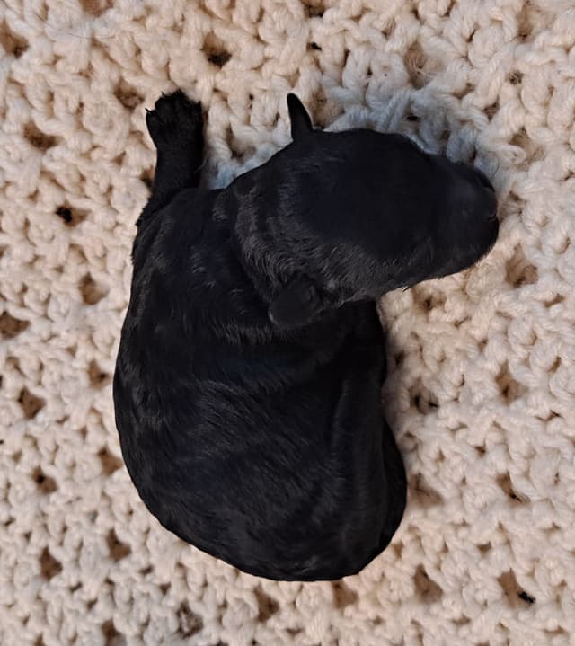 Hooverhill  Farms AKC Toy & Miniature Poodles Available media 13