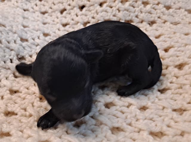 Hooverhill  Farms AKC Toy & Miniature Poodles Available media 14