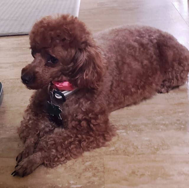 Hooverhill  Farms AKC Toy & Miniature Poodles Available media 19