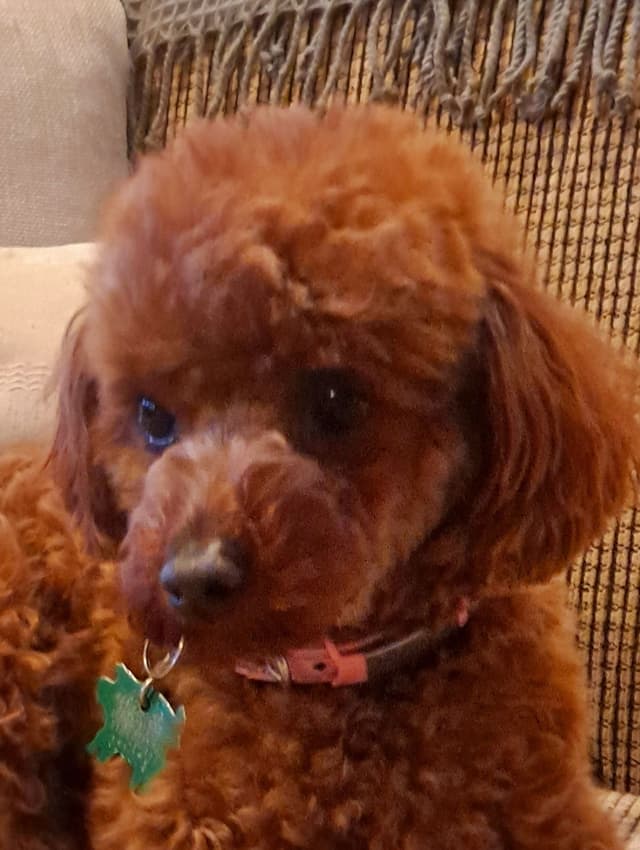 Hooverhill  Farms AKC Toy & Miniature Poodles Available media 18