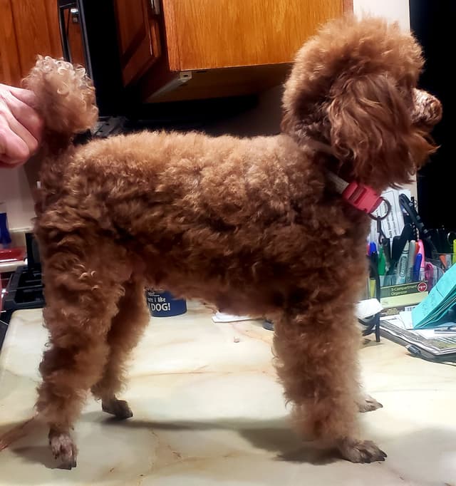 Hooverhill  Farms AKC Toy & Miniature Poodles Available media 20