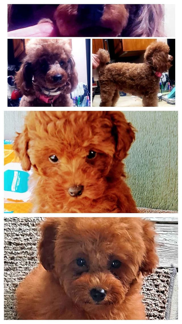 Hooverhill  Farms AKC Toy & Miniature Poodles Available media 17