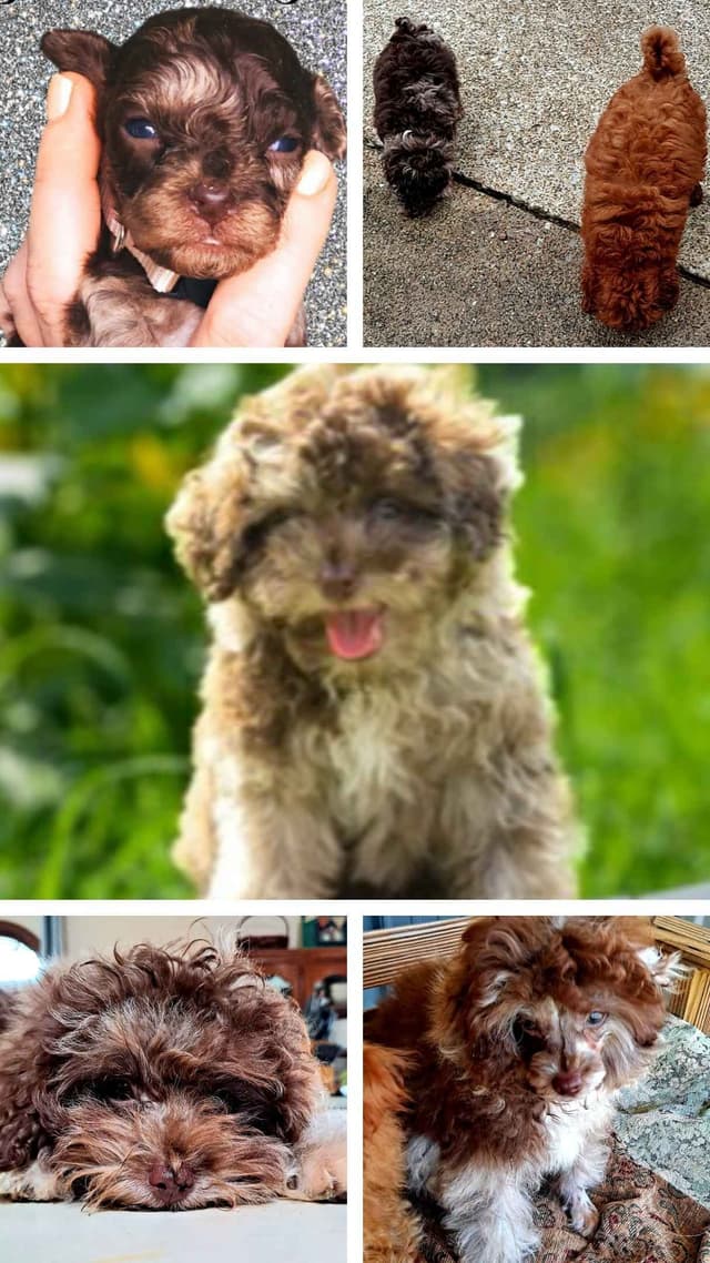 Hooverhill  Farms AKC Toy & Miniature Poodles Available media 22