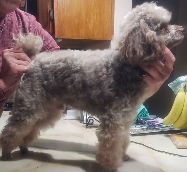 Hooverhill  Farms AKC Toy & Miniature Poodles Available media 23