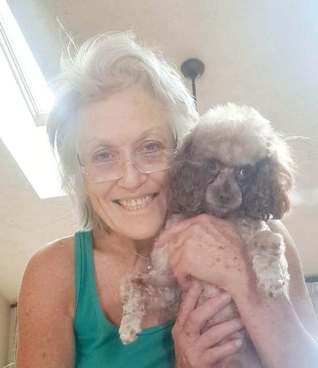 Hooverhill  Farms AKC Toy & Miniature Poodles Available media 21