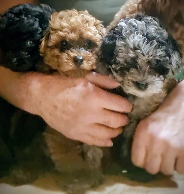 Hooverhill  Farms AKC Toy & Miniature Poodles Available media 26