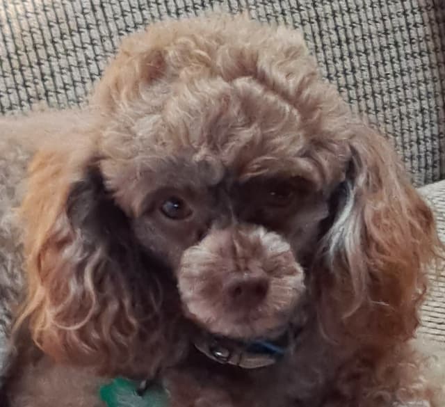 Hooverhill  Farms AKC Toy & Miniature Poodles Available media 25