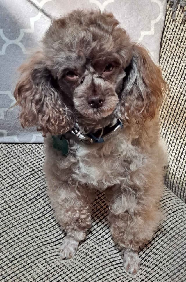 Hooverhill  Farms AKC Toy & Miniature Poodles Available media 24