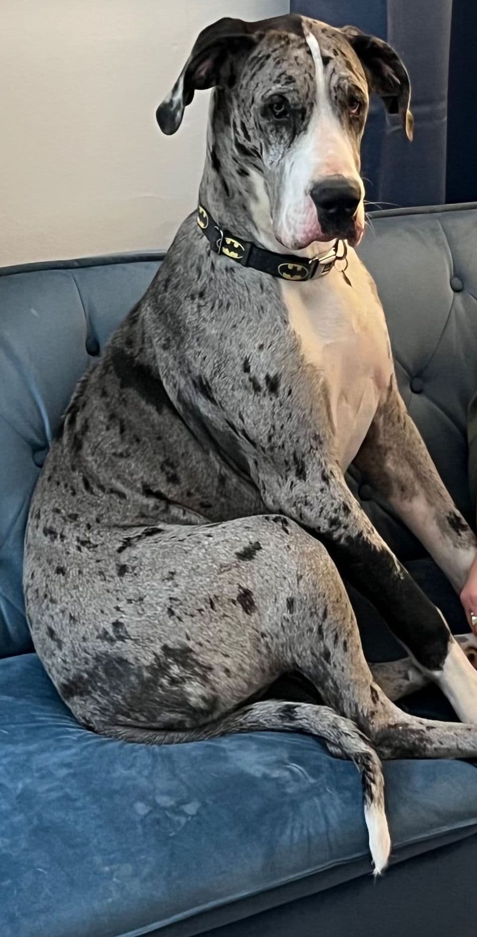 AKC Great Dane Females left breeder image 4