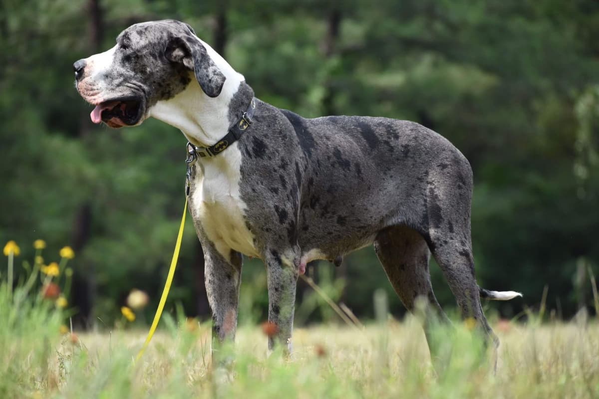 AKC Great Dane Females left breeder image 6