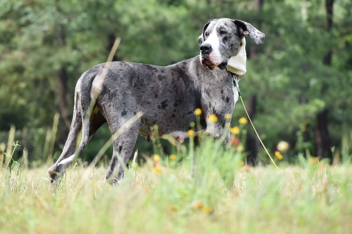 AKC Great Dane Females left breeder image 7