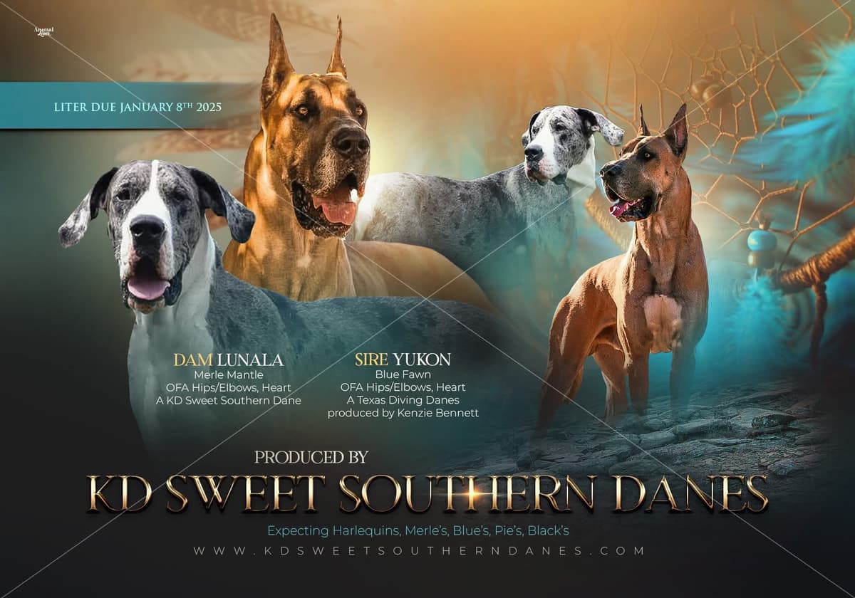 AKC Great Dane Females left breeder image 1