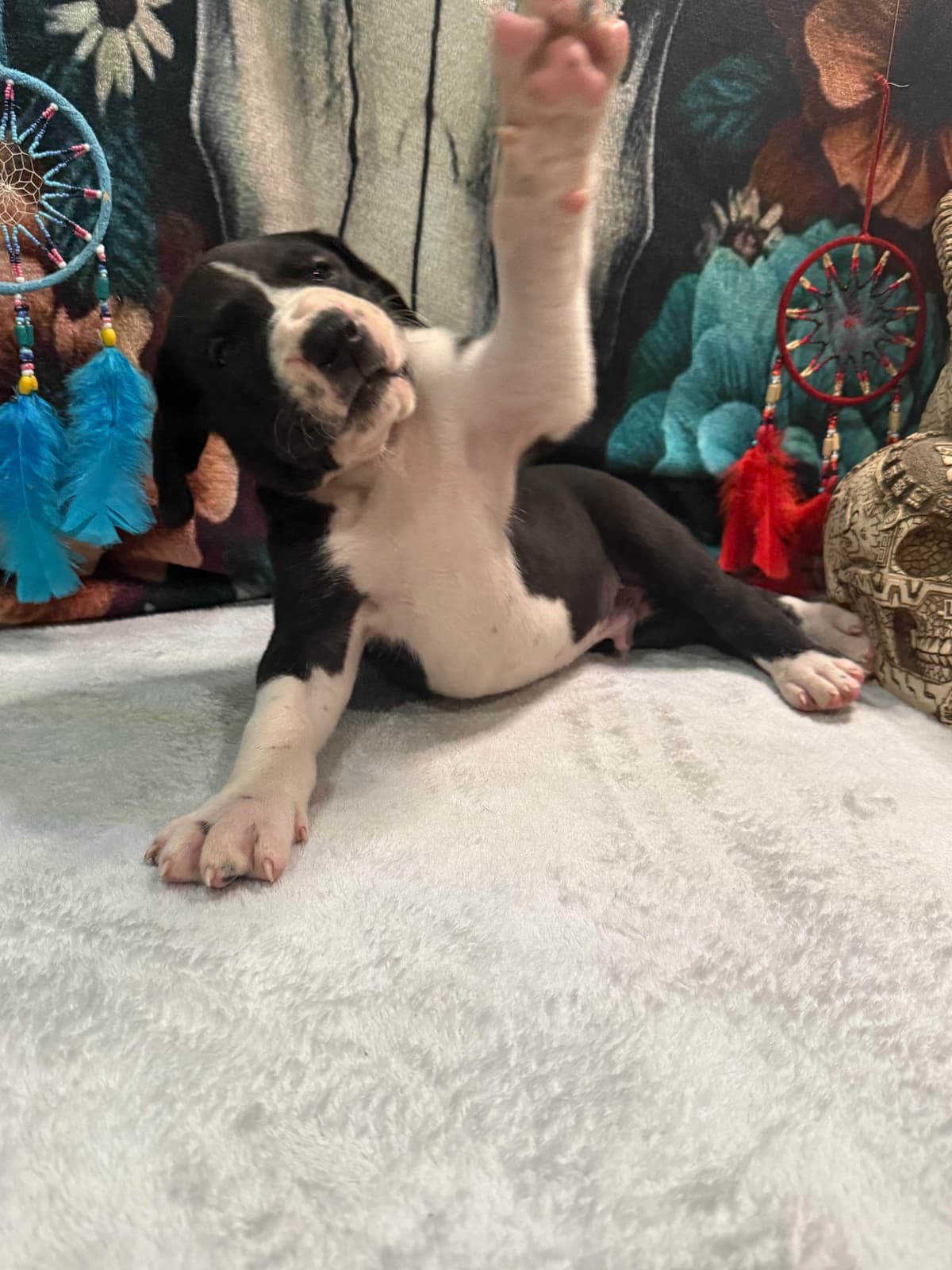AKC Great Dane Females left breeder image 14