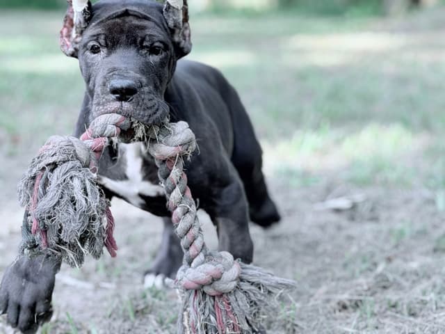 AKC Great Dane Females left media 3