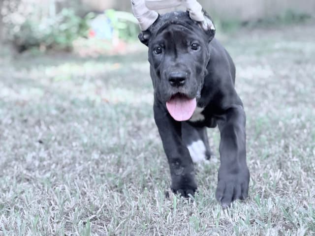 AKC Great Dane Females left media 5