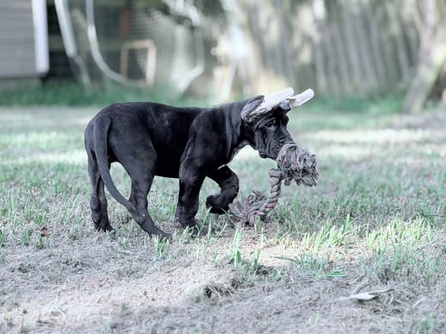 AKC Great Dane Females left media 7