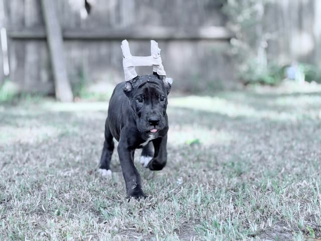 AKC Great Dane Females left media 8