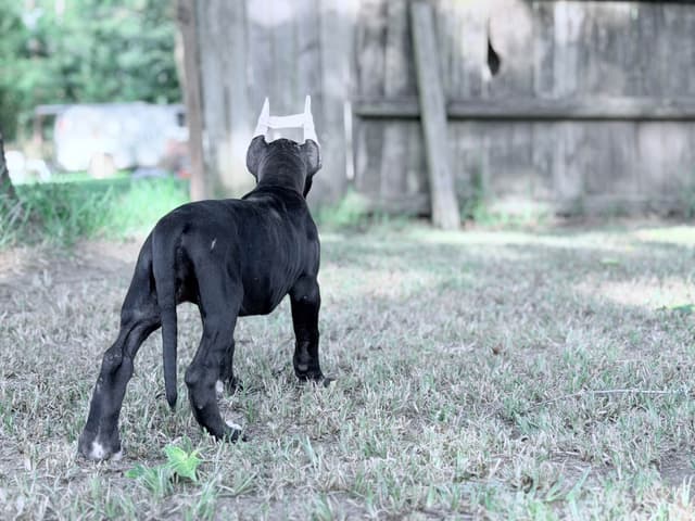 AKC Great Dane Females left media 13