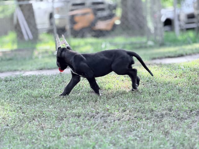 AKC Great Dane Females left media 14