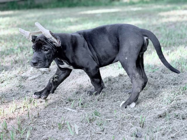 AKC Great Dane Females left media 16