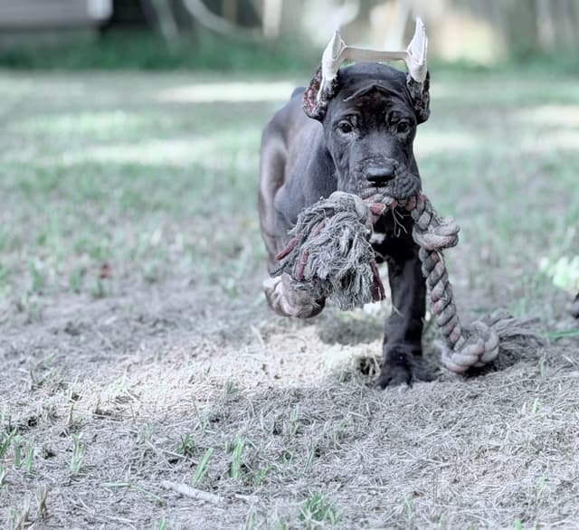 AKC Great Dane Females left media 19