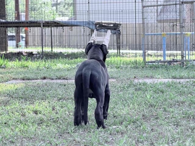 AKC Great Dane Females left media 23
