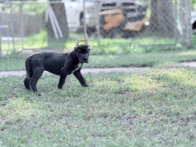 AKC Great Dane Females left media 25