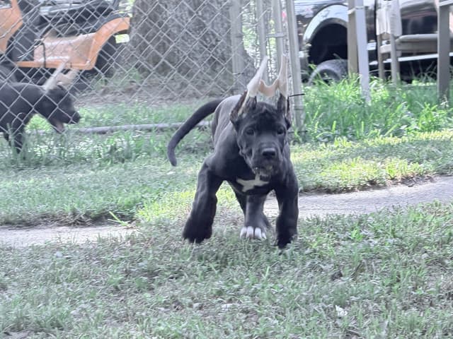 AKC Great Dane Females left media 26